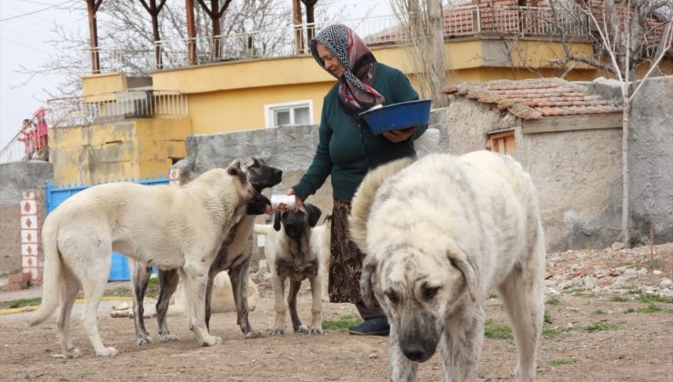 Yozgat’ta 75 yaşındaki gurbetçi kadın sahipsiz köpeklere bahçesini açtı